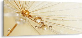 Obraz - Makro fotografie púpavy (120x50 cm)