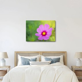 Obraz - lúčna kvetina (70x50 cm)