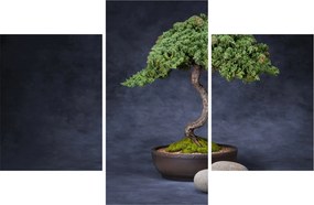 Obraz - Bonsai (90x60 cm)