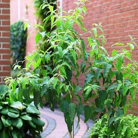 Semienka bonsaje - Eukalyptus citrónový - 20 ks