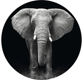Fototapeta vliesová Slon čb 142,5 cm