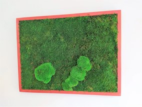 Machový obraz z plochého + kopčekového machu 50cm x 60cm