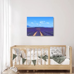 Sklenený obraz - Levanduľové pole (70x50 cm)
