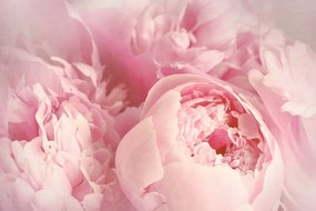 Samolepiaca tapeta ružové čaro kvetov