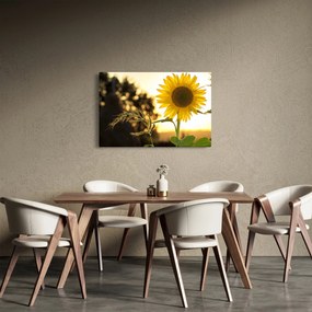 Obraz slnečnice (90x60 cm)