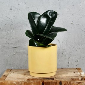 Ficus Elastica Sofia