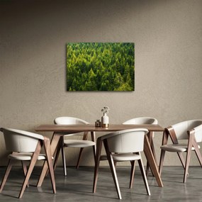 Obraz - Hustý les (70x50 cm)