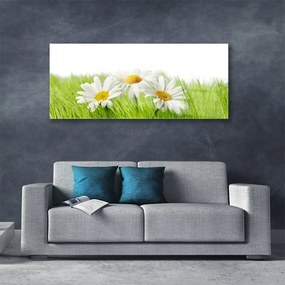 Obraz plexi Sedmokráska kvety rastlina 125x50 cm
