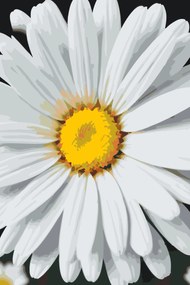 Gario Maľovanie podľa čísel Kvet sedmokrásky Rozmery: 40 x 60 cm, Rámovanie: S vnútorným rámom