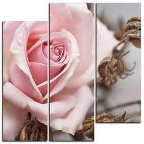Obraz na plátne - Ruža a uschnuté rastliny - štvorec 3225C (105x105 cm)