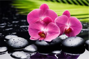 Obraz - Ružové orchidey s palmovým listom (90x60 cm)