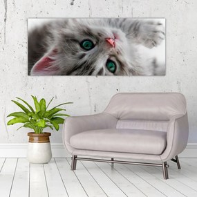 Obraz - Mačka so zelenými očami (120x50 cm)