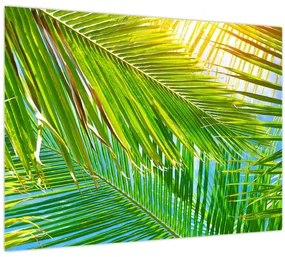 Obraz - Palmové listy (70x50 cm)