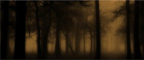 Obraz - Temný les (120x50 cm)