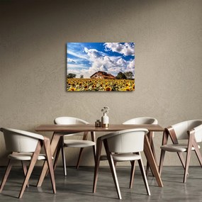 Obraz slnečnicového poľa (70x50 cm)