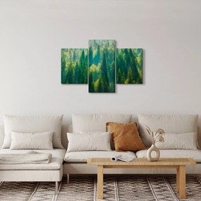 Obraz - Borovicový les (90x60 cm)