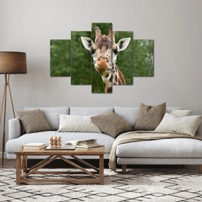 Obraz žirafy (150x105 cm)