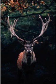 Obraz na platne Jeleň lese, 78x118 cm%