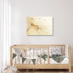 Sklenený obraz - Makro fotografie púpavy (70x50 cm)