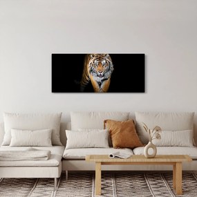 Obraz - Tiger (120x50 cm)