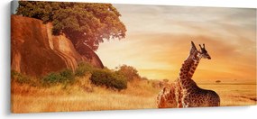 Obraz - Žirafy v Afrike (120x50 cm)