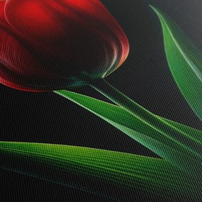 Obraz kvet tulipánu v noci
