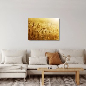 Sklenený obraz - Klasy obilia (70x50 cm)