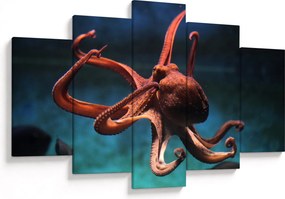 Obraz - Chobotnica (150x105 cm)