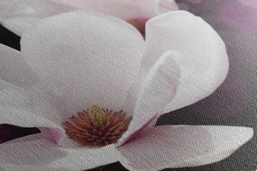 Obraz kvet magnólie na abstraktnom pozadí Varianta: 120x80