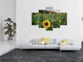 Obraz - Slnečnicové pole II. (150x105 cm)
