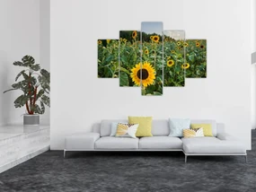 Obraz - Slnečnicové pole II. (150x105 cm)