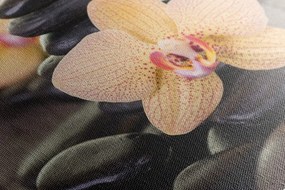 Obraz žltá orchidea a Zen kamene Varianta: 120x80