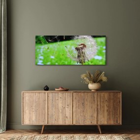 Obraz púpavy (120x50 cm)