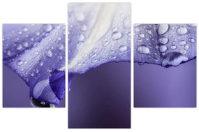Obraz - Okvetný lístok s kvapkami (90x60 cm)