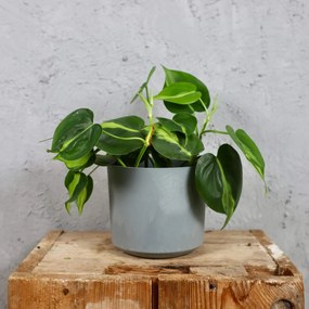 Philodendron Scandens Brasil