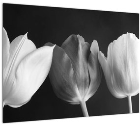 Sklenený obraz - Čiernobiele kvety tulipánov (70x50 cm)