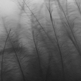 Obraz - Tráva vo vetre (120x50 cm)