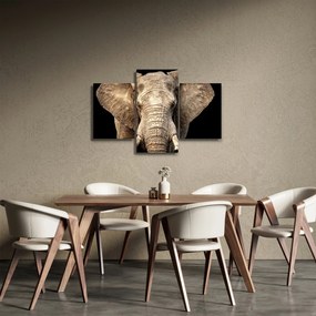 Obraz - Slon africký (90x60 cm)
