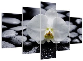 Obraz orchidee (150x105 cm)