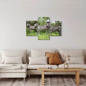 Obraz so zebrami (90x60 cm)