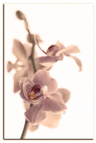Obraz na plátne - Orchidea kvet izolovaná na bielom pozadí - obdĺžnik 7222FA (100x70 cm)