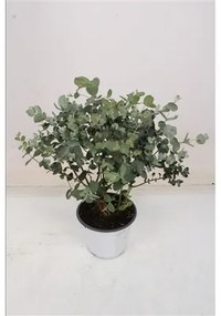 Eucalyptus gunii 14x35 cm