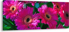 Obraz - kvety (120x50 cm)