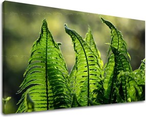 Obraz na stenu RASTLINY