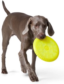 Lietajúci disk pre psy