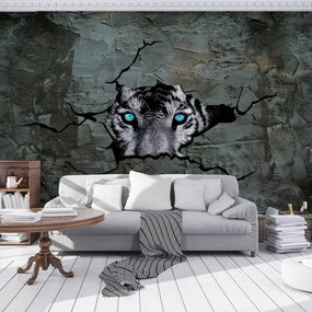 Fototapeta - Tiger s modrými očami (254x184 cm)