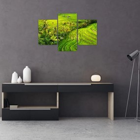 Obraz - Ryžové terasy (90x60 cm)