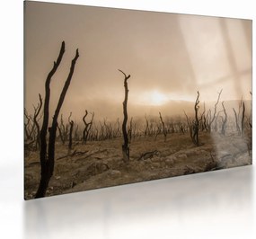 Sklenený obraz - Holé stromy (70x50 cm)