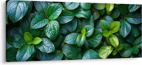 Obraz - Zelené rastliny (120x50 cm)