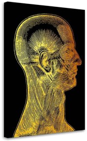 Gario Obraz na plátne Zlatá anatómia, svaly tváre - Gab Fernando Rozmery: 40 x 60 cm